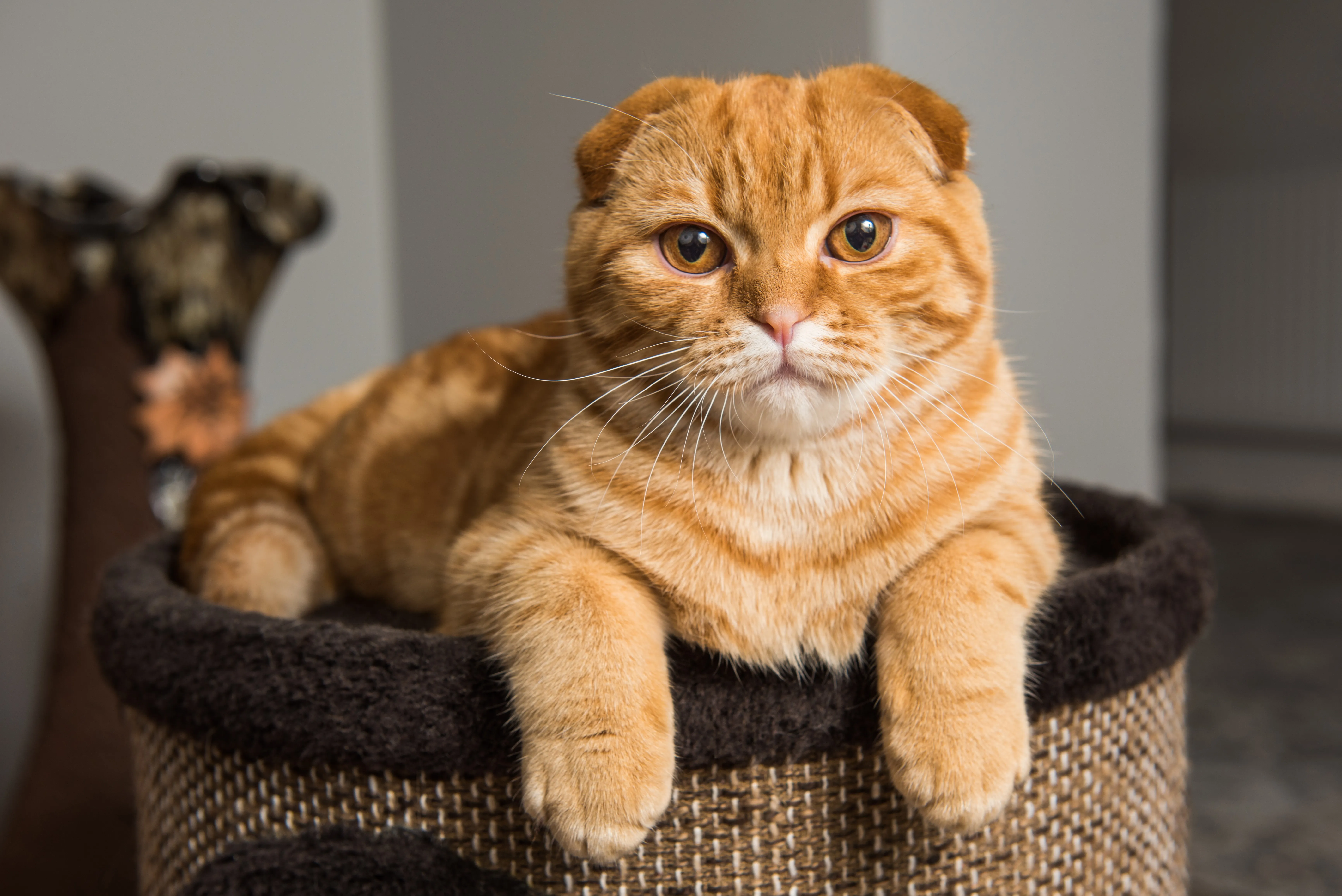 Шотландская вислоухая кошка (Scottish Fold)