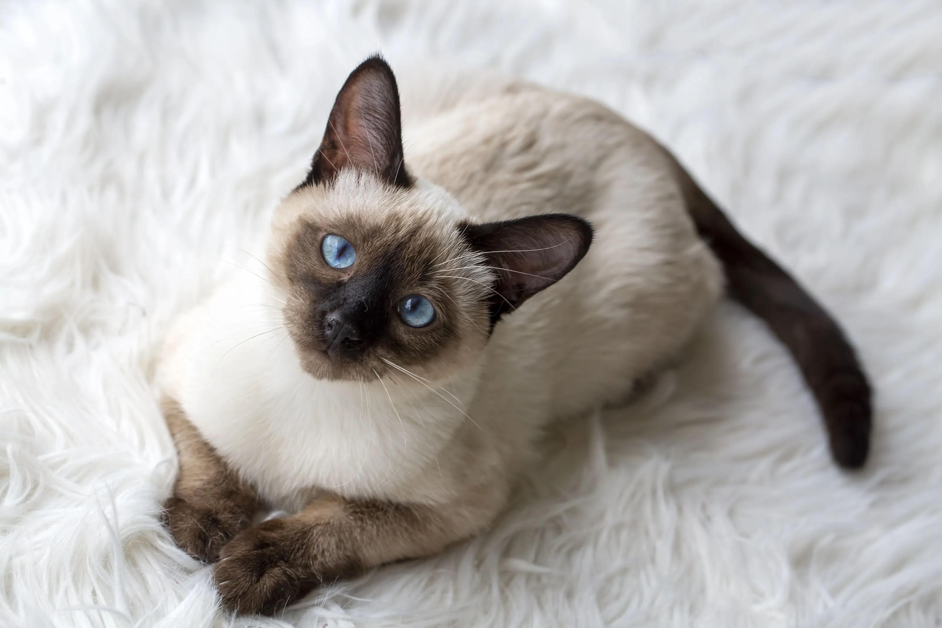 Сиамская кошка