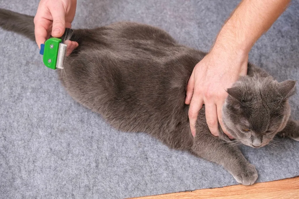 Вычесывают короткошерстную кошку