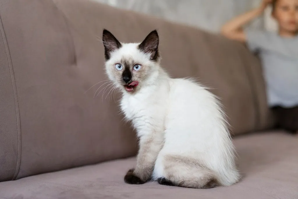 Сиамский котенок