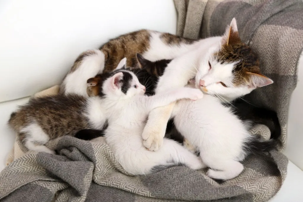 Кошка с котятами в одеяле