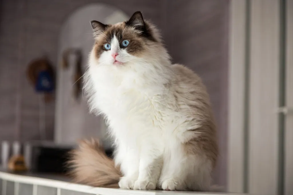 Кошка рэгдолл крупным планом