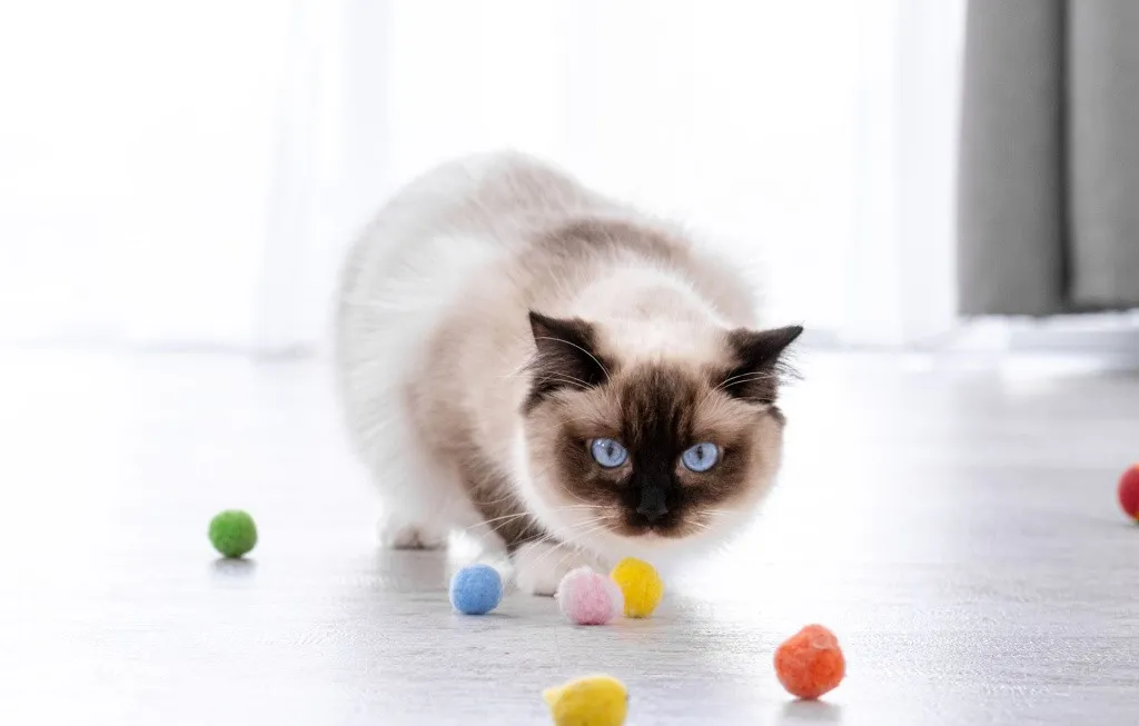 Рэгдолл крупным планом с игрушками