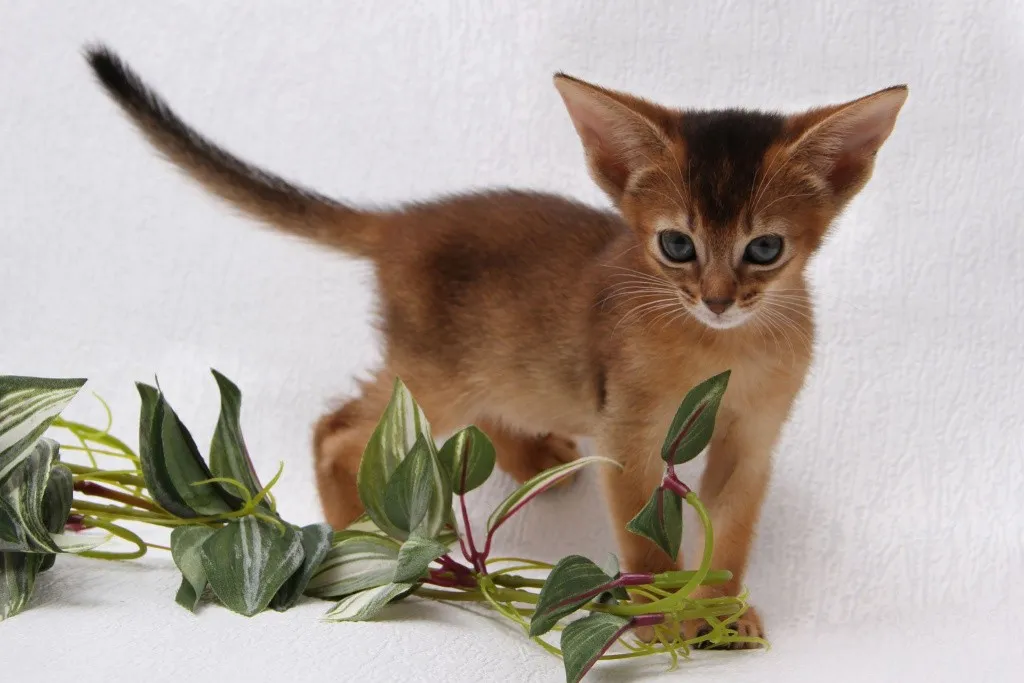 Котенок абиссинской кошки с цветком