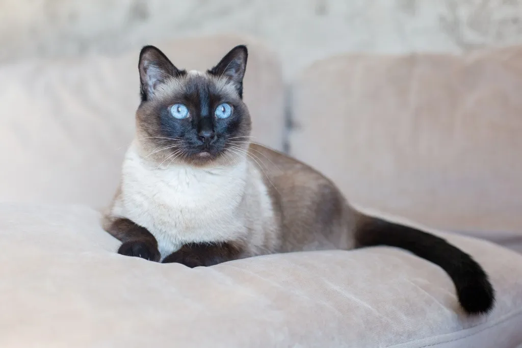 Сиамская кошка