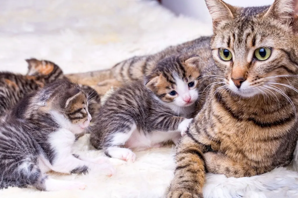 Кошка с котятами