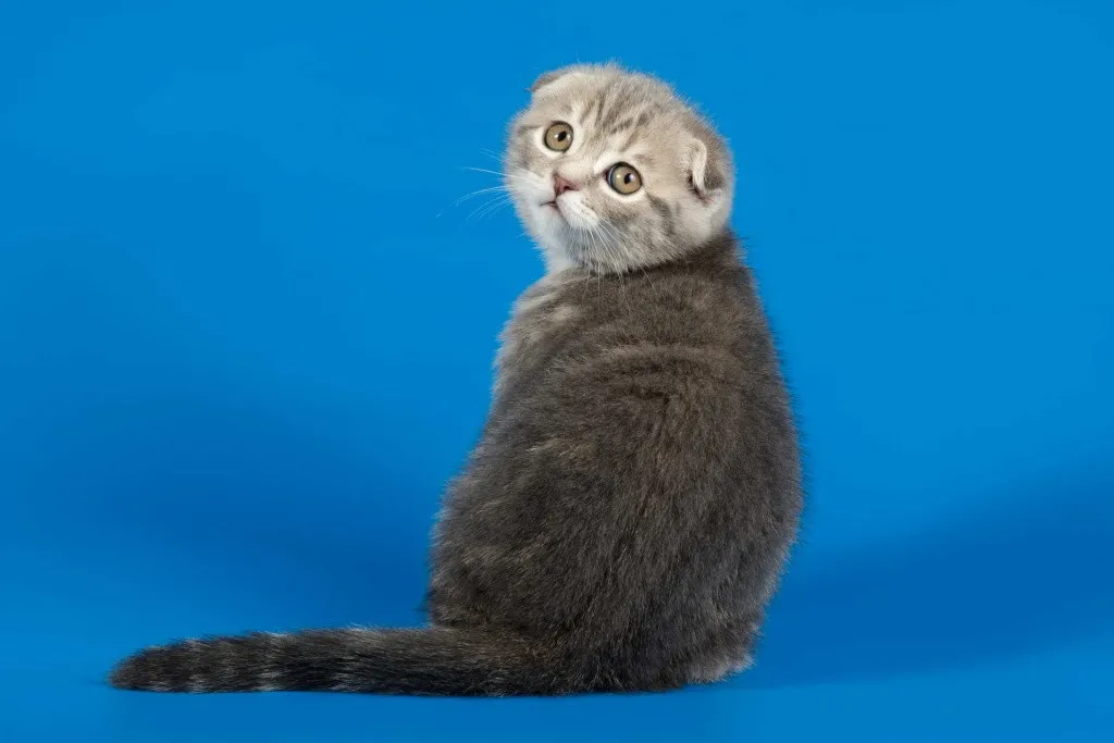 Шотландский котенок