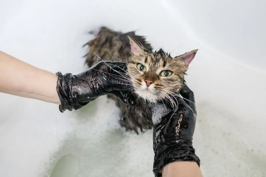 Моют кота в ванной