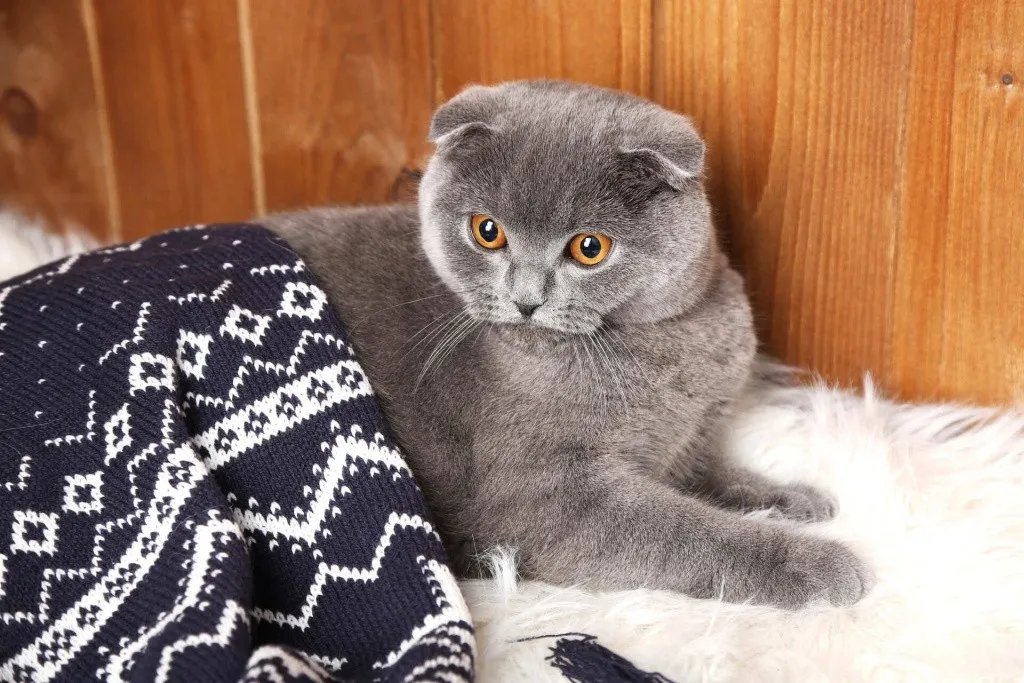 Шотландская кошка под пледом