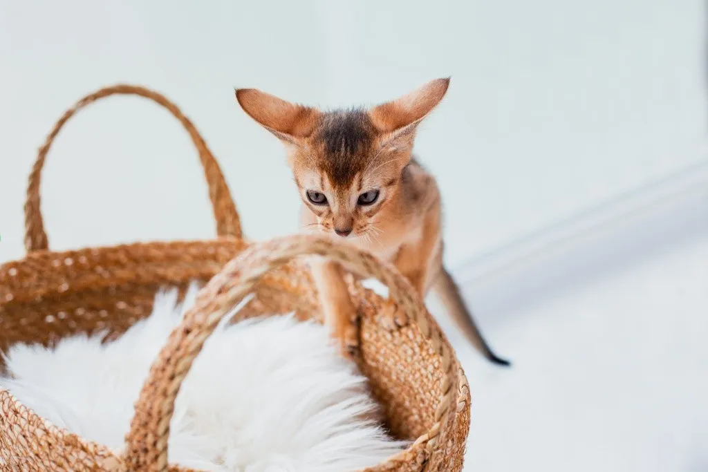 Абиссинский котенок