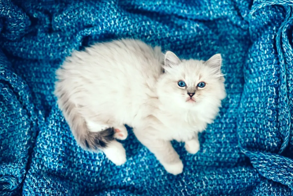 Котенок рэгдолл в синем одеяле