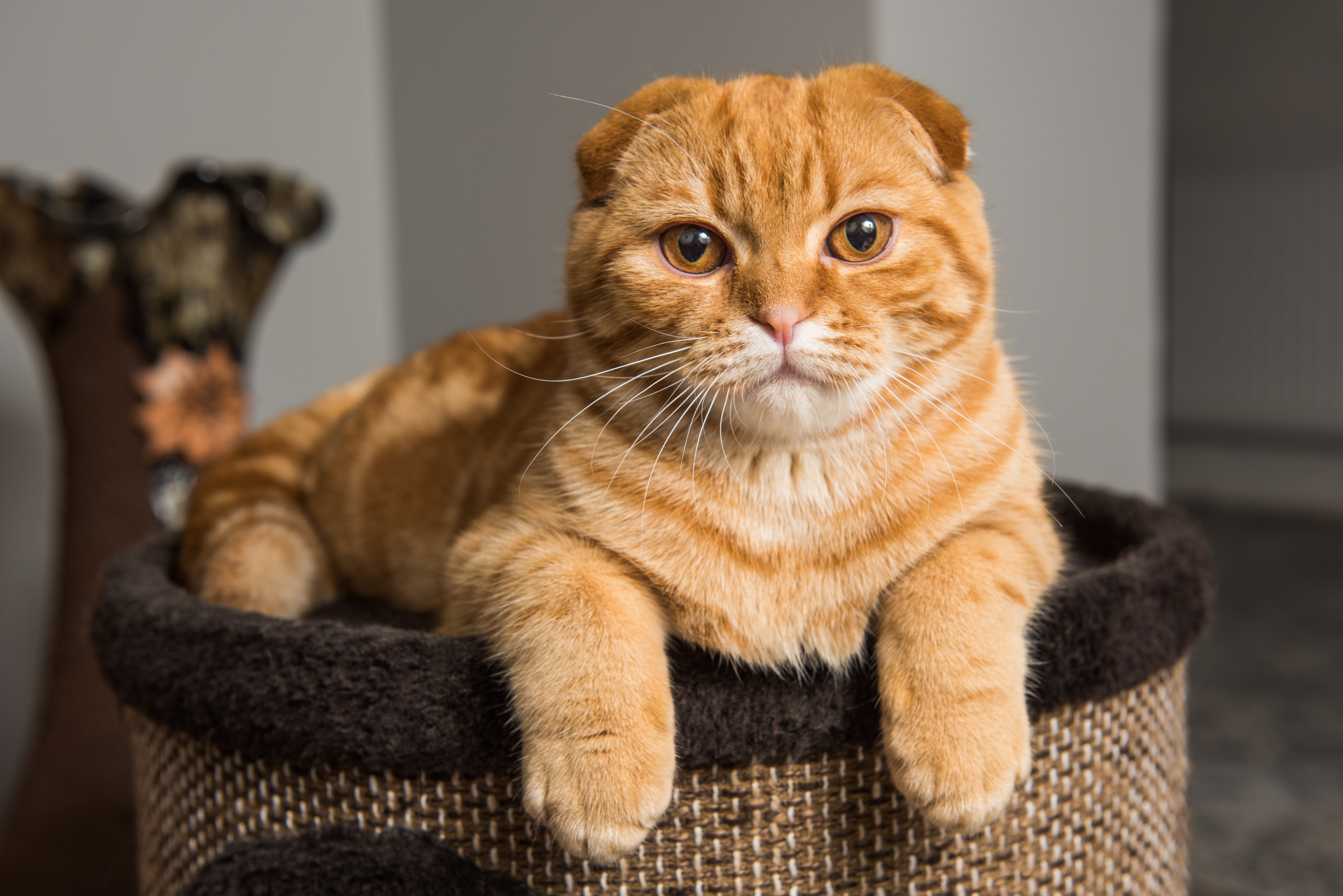 Шотландская вислоухая кошка (Scottish Fold)