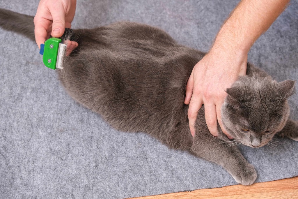 Вычесывают короткошерстную кошку