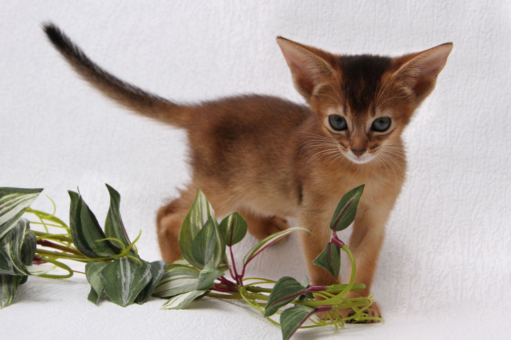 Котенок абиссинской кошки с цветком
