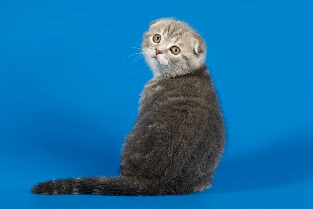 Шотландский котенок