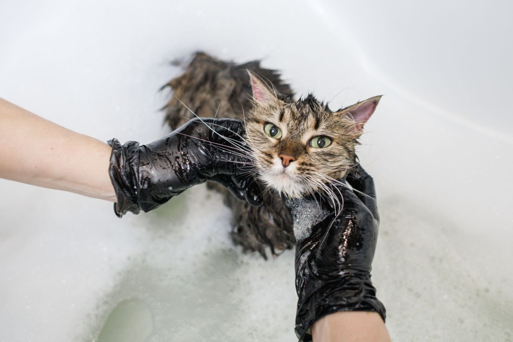Моют кота в ванной