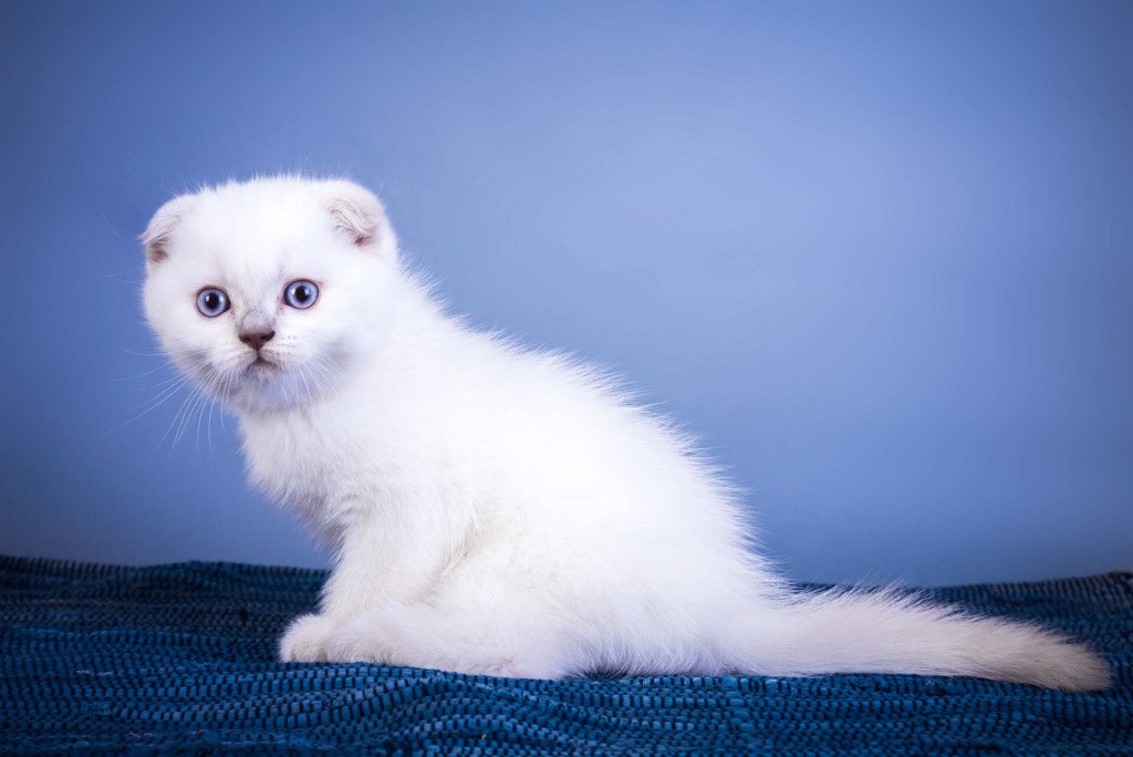 Шотландский котенок белого цвета