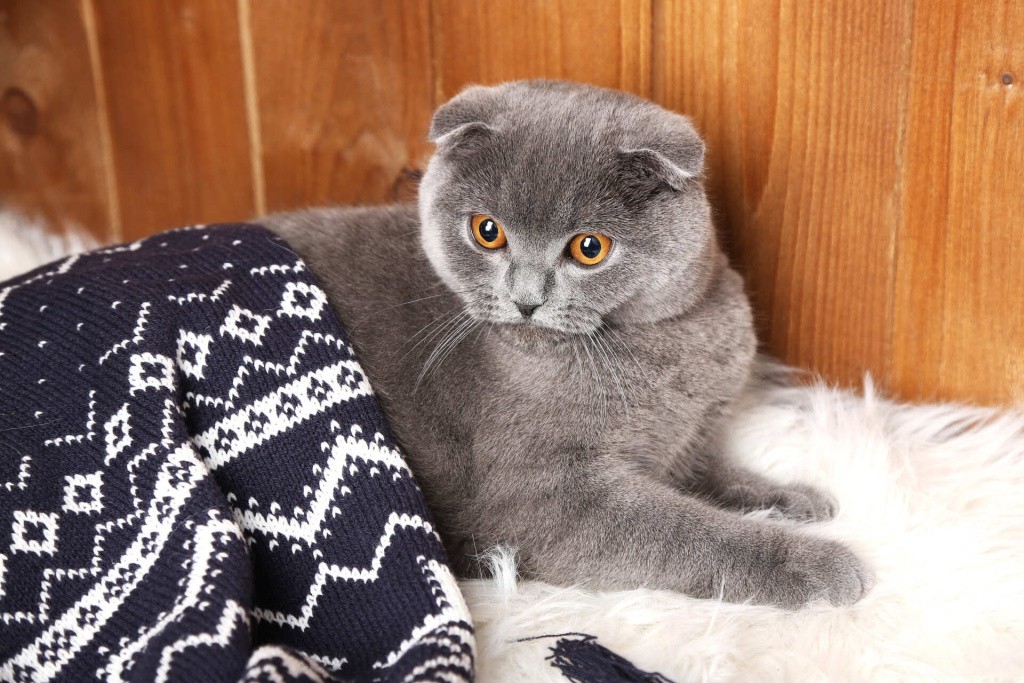 Шотландская кошка под пледом