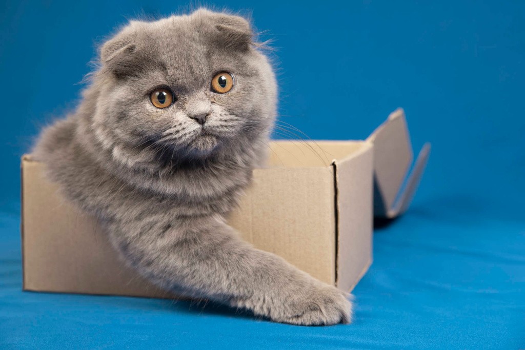 Шотландский кот в коробке